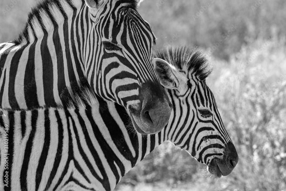 Fototapeta premium A mother zebra with her baby 