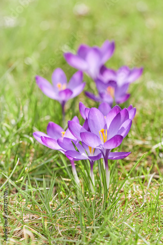 Beautiful purple crocuses flowers on meadow. Early spring close-up flowers