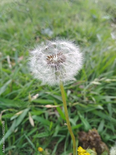 Dandelion in the foreground in beautiful landscape