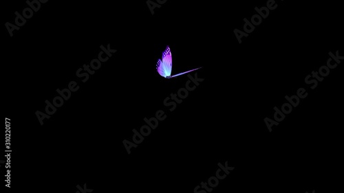 Animation of a flying butterfly on a black background HD 1920x1080
