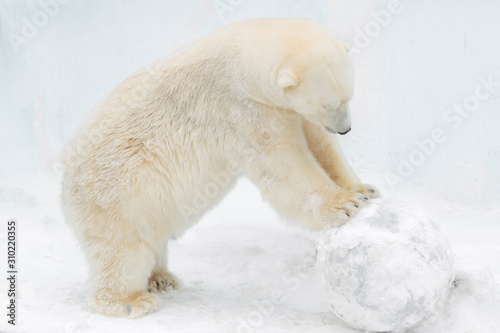 Funny white bear. Polar bear pushes the ball