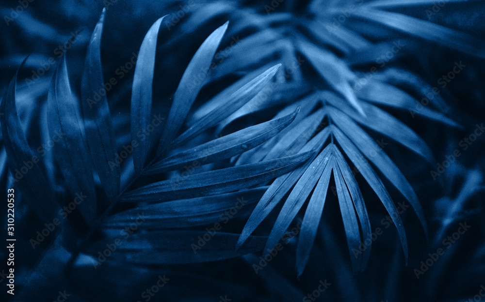 Fototapeta Beautiful blue fern close up.