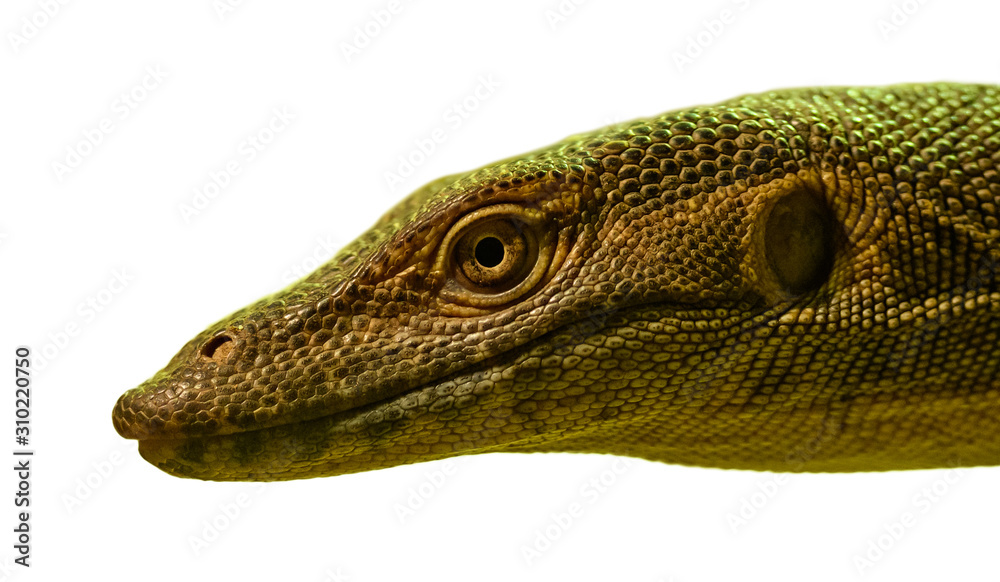 Fototapeta premium portrait of monitor lizard on white