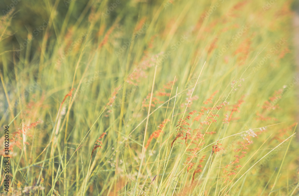field of grass during sunset field of grass during sunset