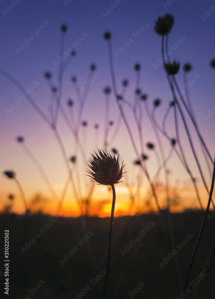 Close up autumn steppe nature, dry thorn thistle of Field scabious flowers shrub (Knautia arvensis) against sunset background with golden and purple colors. Tiny wildflowers still life vertical shot.