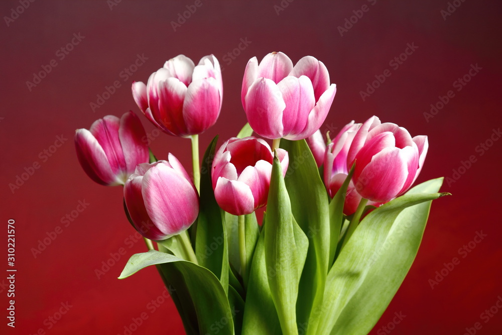 Rose Tulips Bunch Rose Tulips Bunch