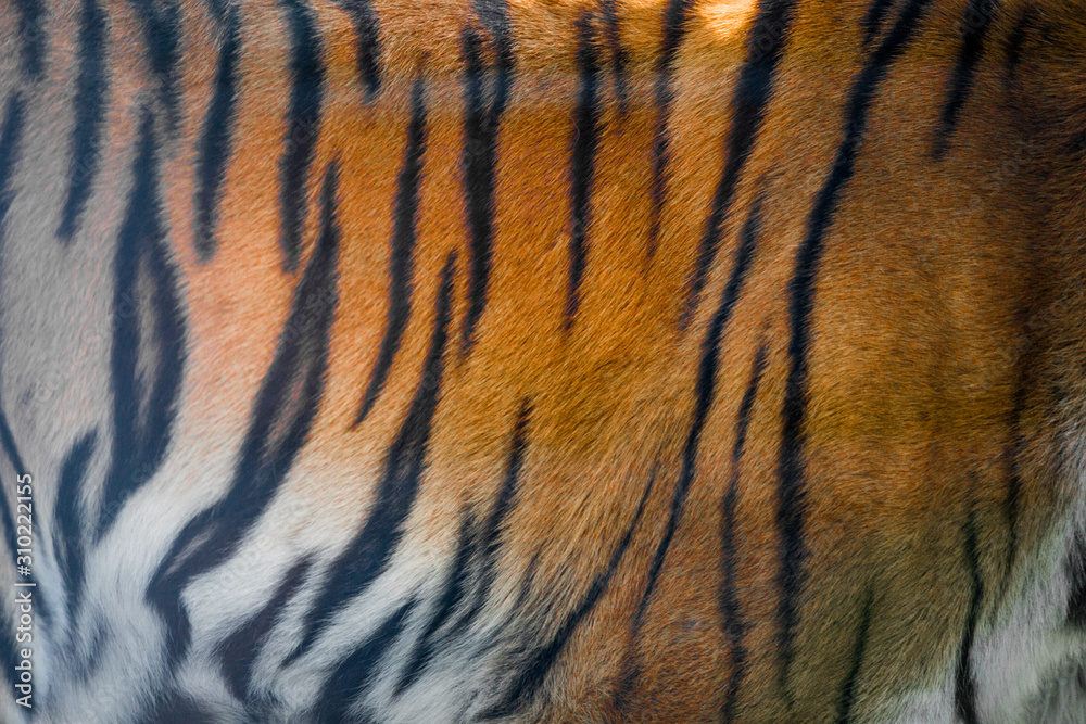 Fototapeta premium tiger skin texture