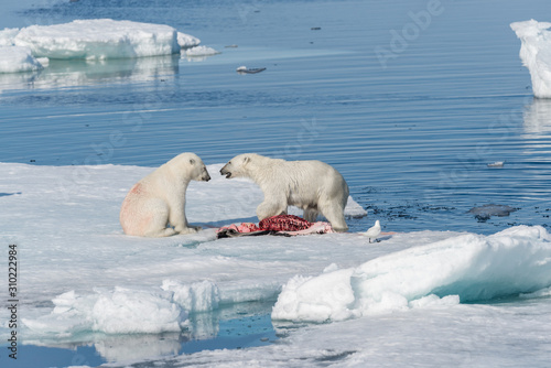 Two wild polar bears eating killed seal on the pack ice north of Spitsbergen Island, Svalbard