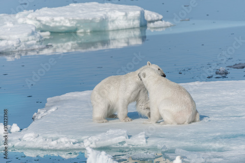 Two young wild polar bear cubs playing on pack ice in Arctic sea, north of Svalbard