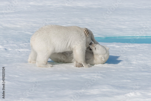 Two young wild polar bear cubs playing on pack ice in Arctic sea, north of Svalbard