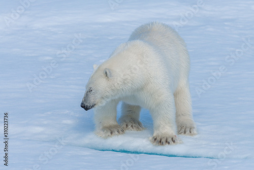 Wild polar bear cub on pack ice in Arctic sea close up © Alexey Seafarer