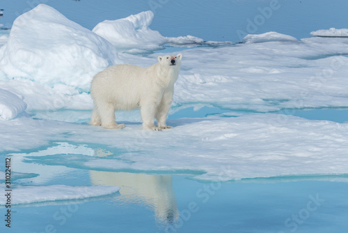 Wild polar bear (Ursus maritimus) going on the pack ice north of Spitsbergen Island, Svalbard © Alexey Seafarer