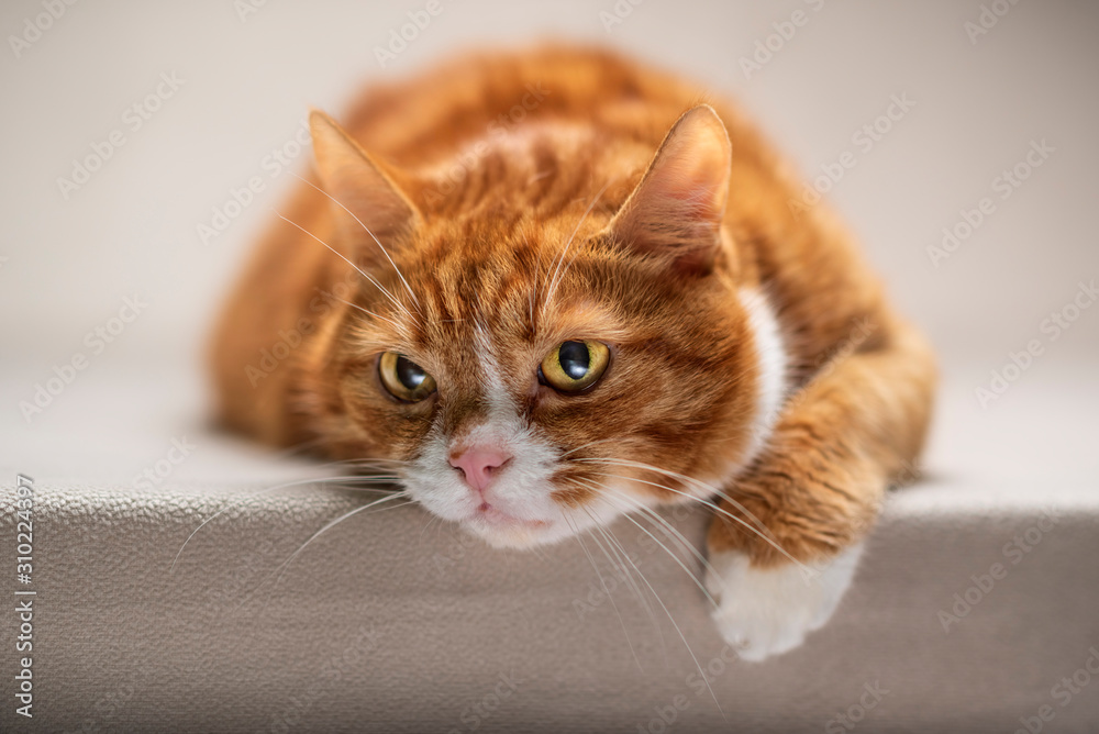 Portrait of a red-haired domestic cat in the studio.