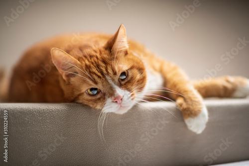 Portrait of a red-haired domestic cat in the studio.