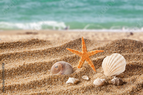 Sand beach with starfish and shells.