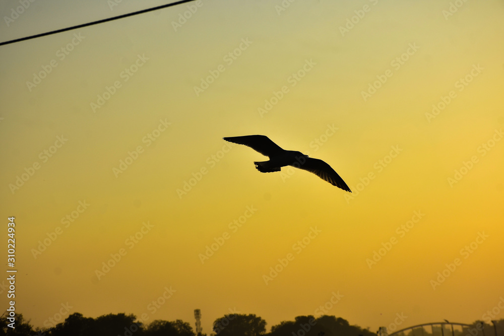 Fototapeta premium silhouette of bird in the sunset in haridwar india 