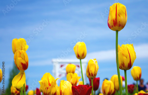 Tulip Flowers 