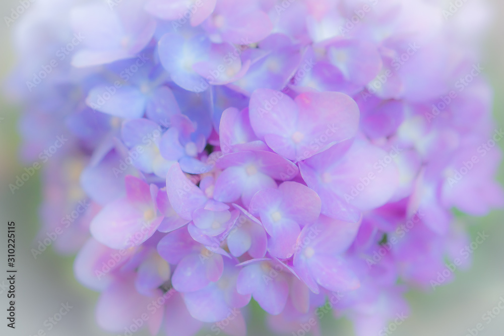 Closeup bright beautiful purple hydrangea flowers background Closeup bright beautiful purple hydrangea flowers background