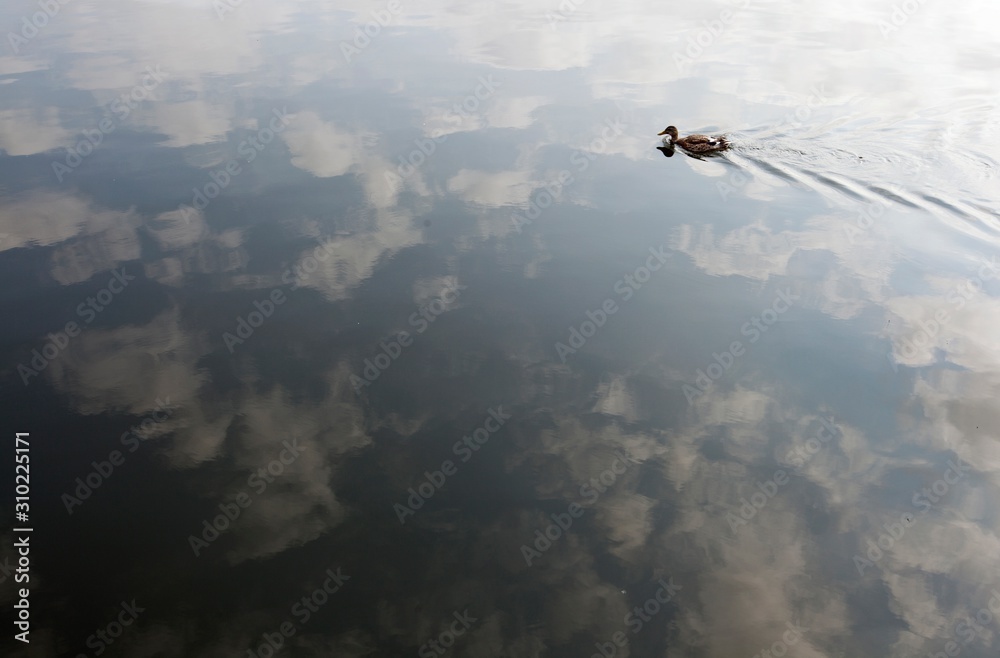 Fototapeta premium Duck on lake