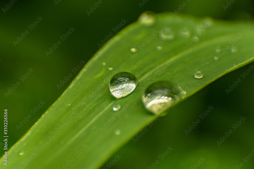 twon big drops on grass twon big drops on grass