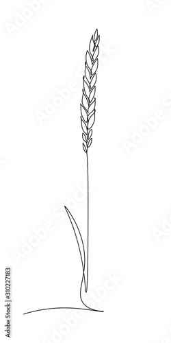 Wheat ear in continuous line art drawing style. Minimalist black line sketch on white background. Vector illustration