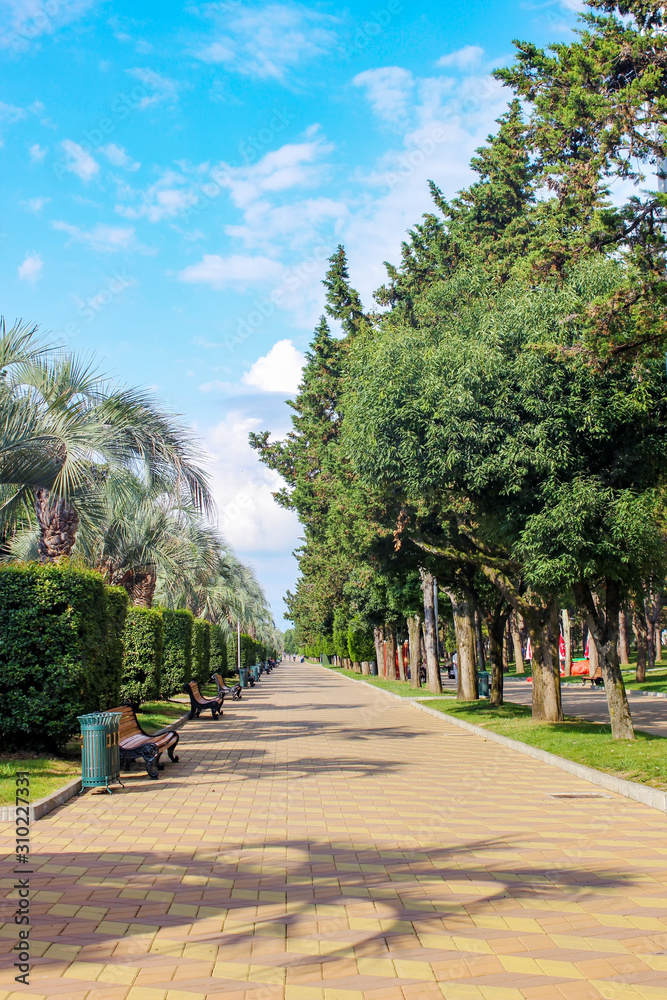 close-up of palm tree in a row