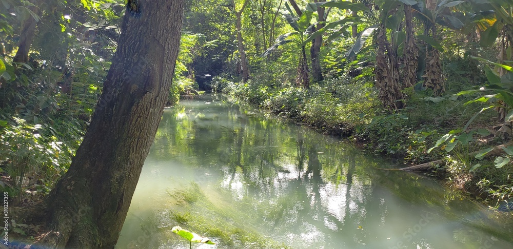Fototapeta premium river in the Forrest with trees