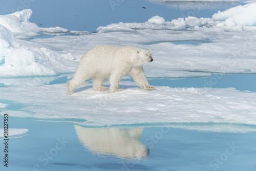 Wild polar bear (Ursus maritimus) going on the pack ice north of Spitsbergen Island, Svalbard