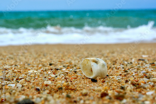 Shell on the shore