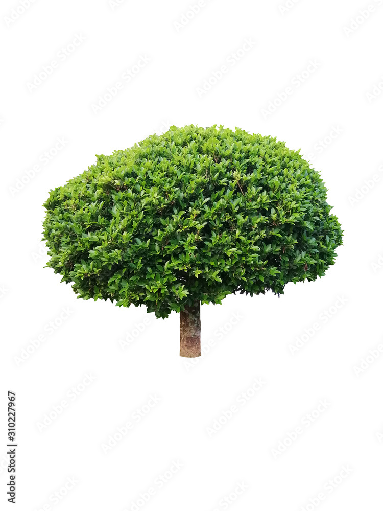 green tree isolated on white background, shrub for garden decoration. Ornamental tree isolated on white background. green tree isolated on white background, shrub for garden decoration. Ornamental tree isolated on white background.