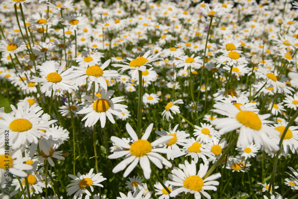 Fototapeta premium Blooming chamomiles close up view of flowers field.