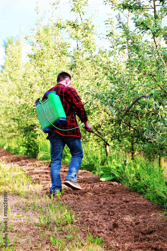 farmer spraying herbicide with sprayer in an apple orchard