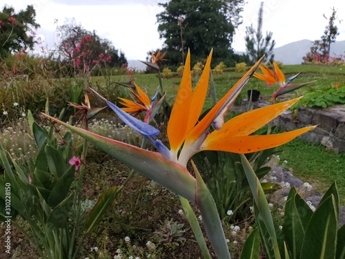 flowers in the garden