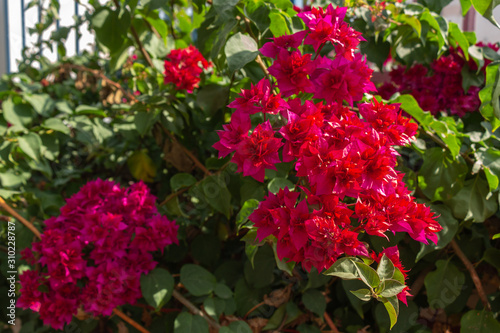 Bougainvillea