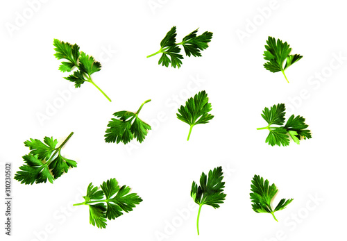 collection of fresh herbs isolated on white background