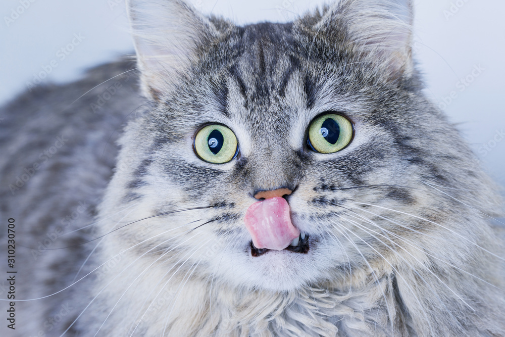 Close up view of funny smiling gray tabby cute kitten with green eyes licking lips. Pets and lifestyle concept. Portrait of lovely fluffy cat.