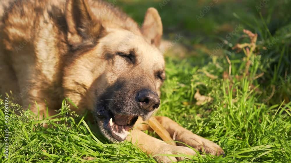 German shepherd dog lies on the lawn and eats a bone German shepherd dog lies on the lawn and eats a bone