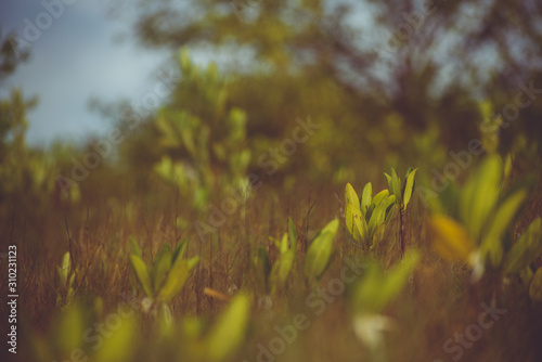 zoom in of a plant growing in a dry place full of roots / branches photo