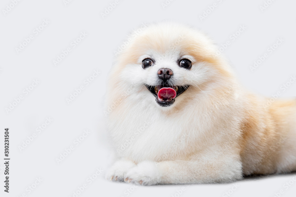 Pomeranian spitz happy smile dog puppy lying white background Pomeranian spitz happy smile dog puppy lying white background