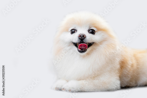 Pomeranian spitz happy smile dog puppy lying white background