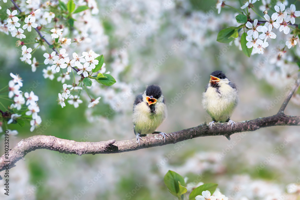 Obraz premium two small plump Bluebird Chicks sitting on a branch of cherry blossoms with white buds in may Sunny spring garden