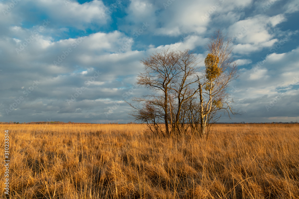Fototapeta premium Tall grasses, trees without leaves and white clouds on the sky, Nowiny Poland