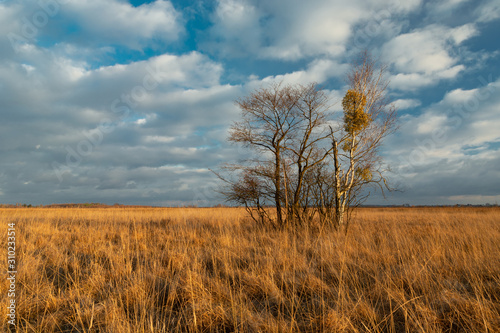 Tall grasses, trees without leaves and white clouds on the sky, Nowiny Poland © darekb22