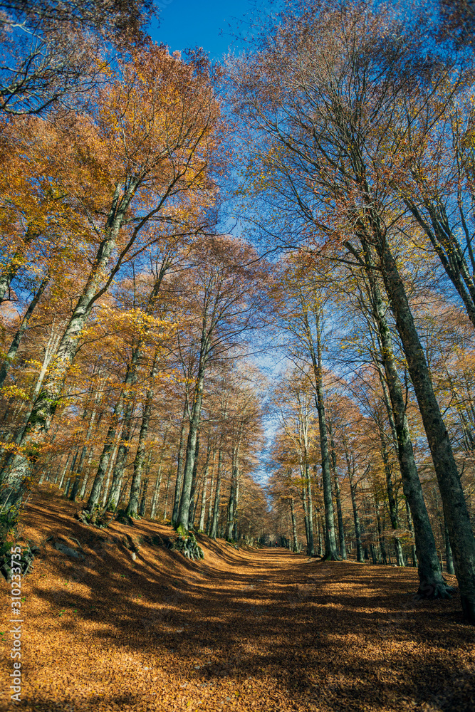 Fototapeta premium Forest in autumn,foliage of trees, colors in nature