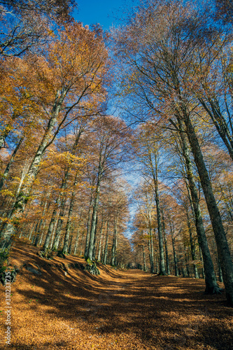 Forest in autumn,foliage of trees, colors in nature