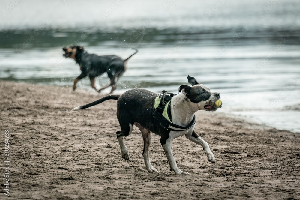 A brown and white shorthaired dog playing with a ball on a beach near a lake A brown and white shorthaired dog playing with a ball on a beach near a lake