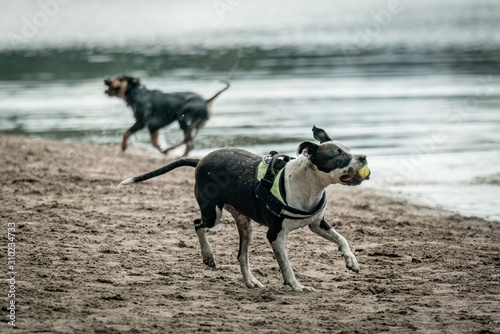 A brown and white shorthaired dog playing with a ball on a beach near a lake