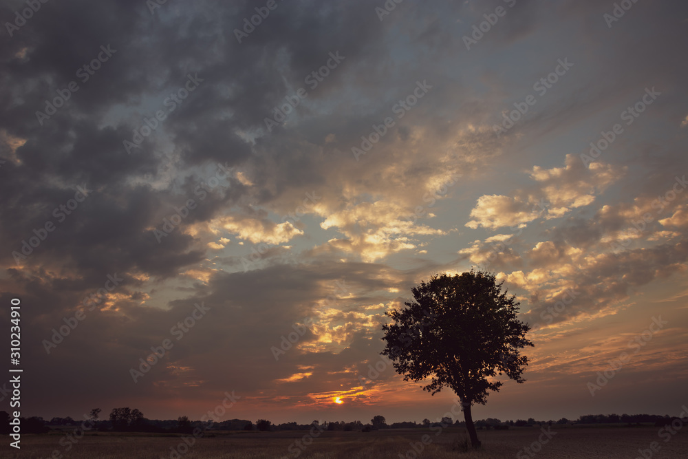 Silhouette of a lone tree and clouds during sunset