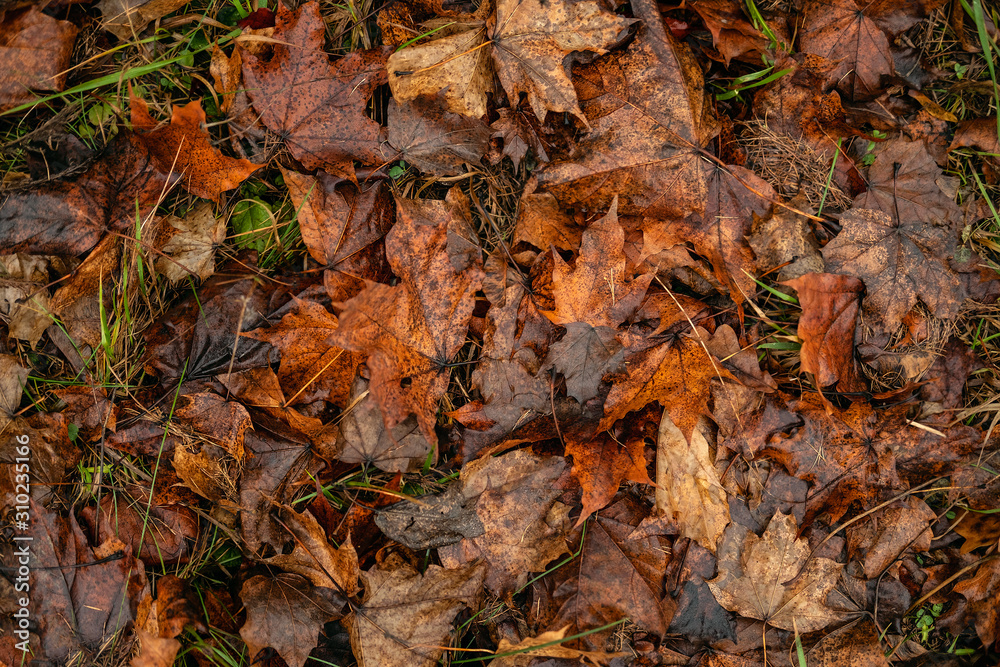 Dark leaves on ground. Autumn pattern concept background