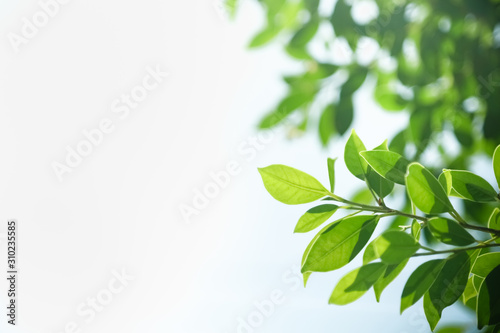 Close up of nature view green leaf on white clear sky background under sunlight and copy space using as background natural plants landscape, ecology wallpaper concept.